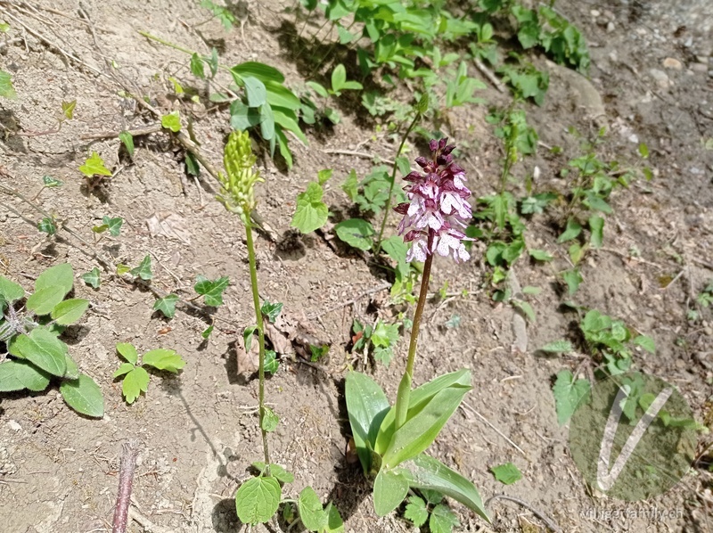 Purpur-Knabenkraut: Gesamtbild, Blüten