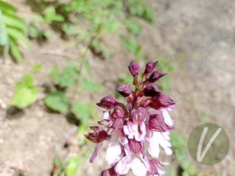 Purpur-Knabenkraut: Blüten