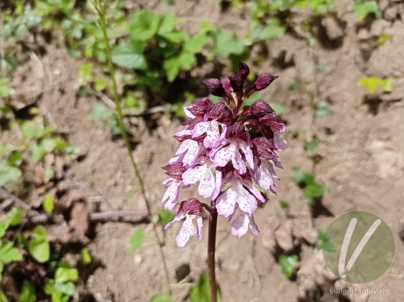 Purpur-Knabenkraut: Blüten