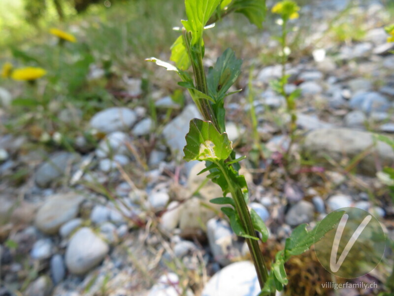 Gemeine Winterkresse: Blätter