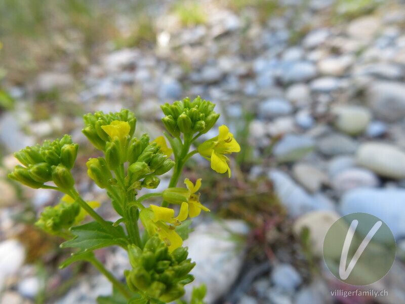 Gemeine Winterkresse: Blüten