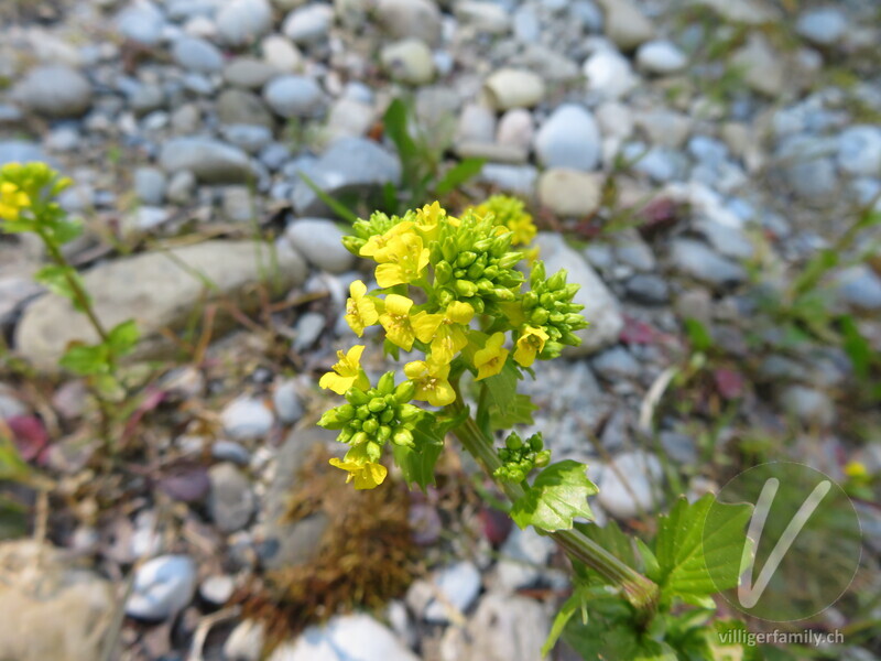 Gemeine Winterkresse: Blüten