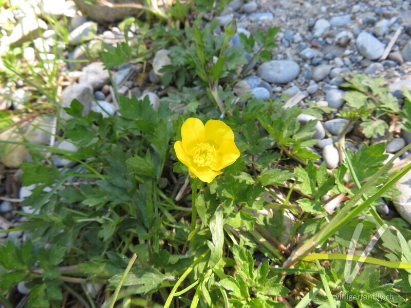 Kriechender Hahnenfuss: Blüten