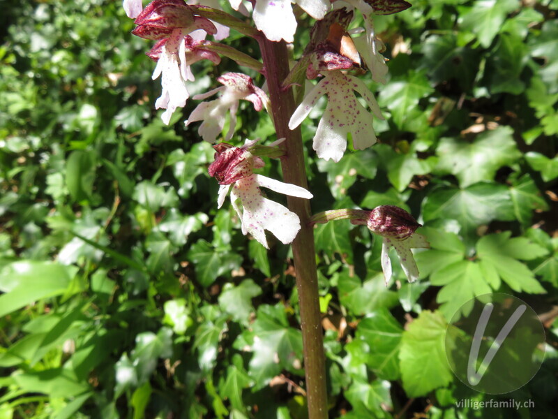 Purpur-Knabenkraut: Blüten