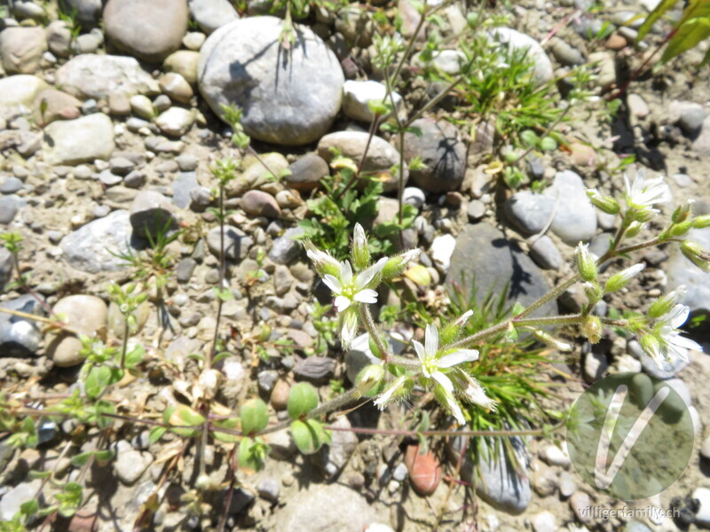 Knäuel-Hornkraut: Blüten, Gesamtbild