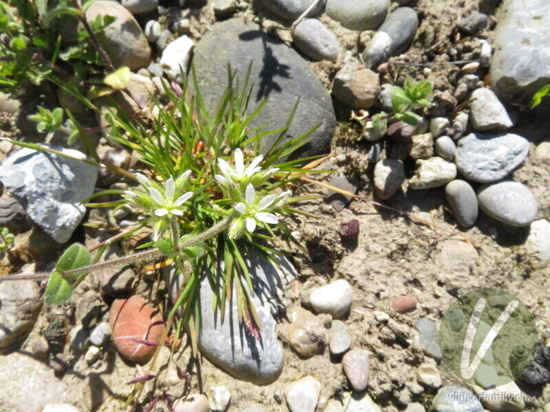 Knäuel-Hornkraut: Blüten