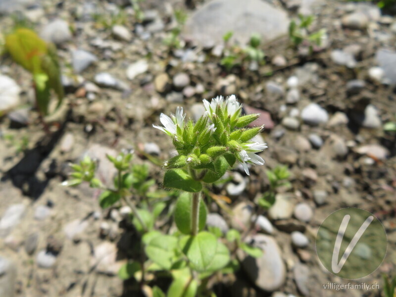 Knäuel-Hornkraut: Blüten