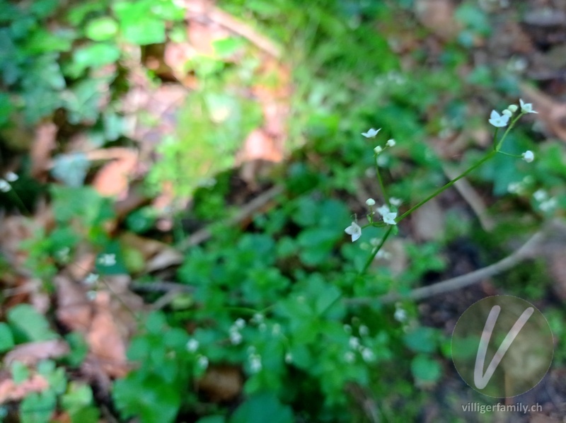 Rundblättriges Labkraut: Blüten