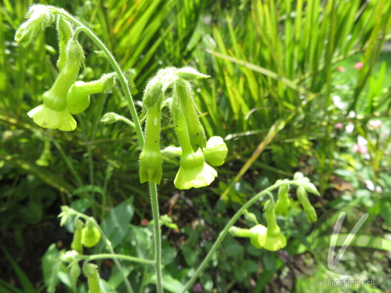 Bauern-Tabak: Blüten