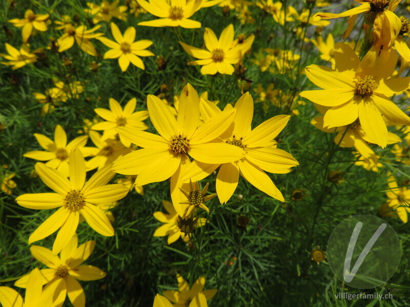 Quirlblättriges Mädchenauge: Blüten