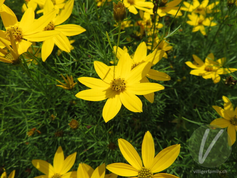 Quirlblättriges Mädchenauge: Blüten