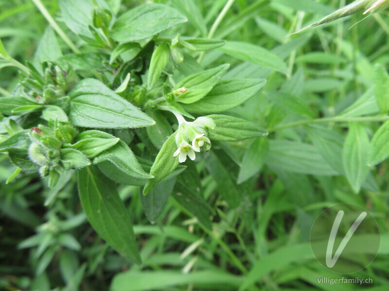 Echter Steinsame: Blüten