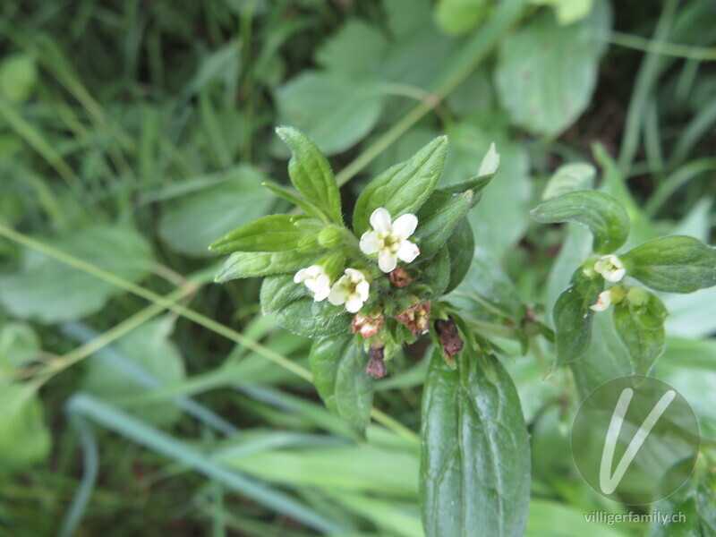 Echter Steinsame: Blüten