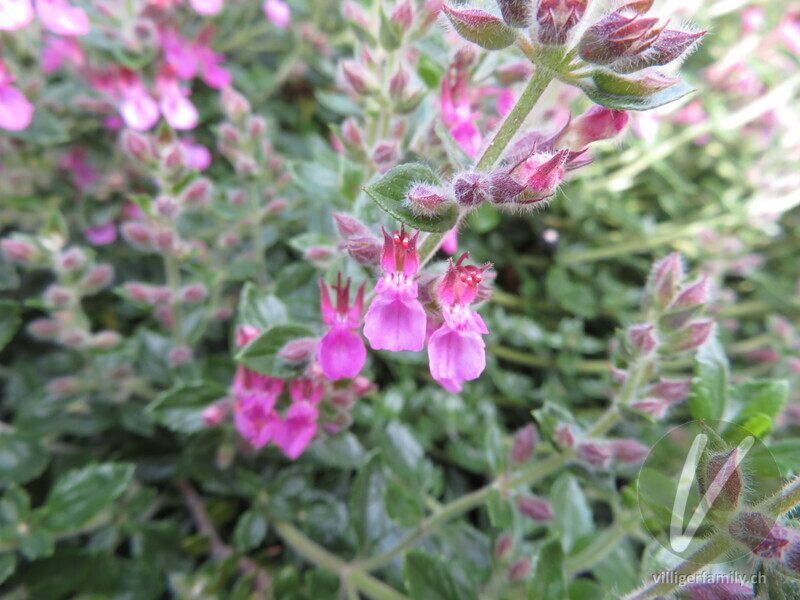 Edel-Gamander: Blüten