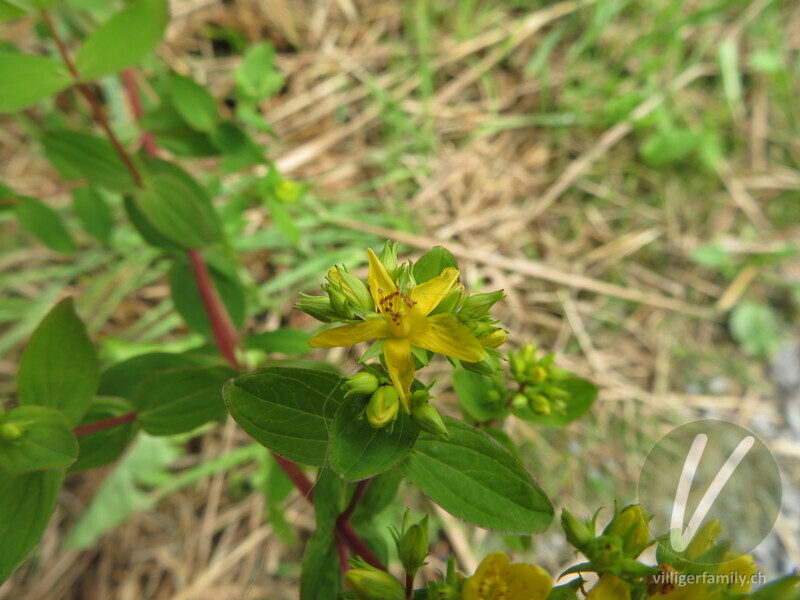 Vierflügeliges Johanniskraut: Blüten