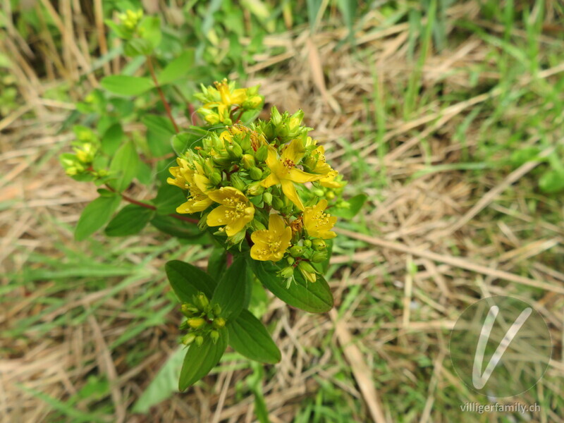 Vierflügeliges Johanniskraut: Blüten