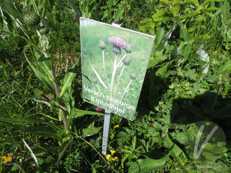 Verschiedenblättrige Kratzdistel: Namensschild