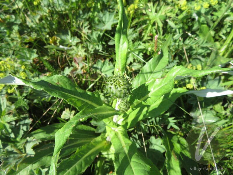 Verschiedenblättrige Kratzdistel: Blüten