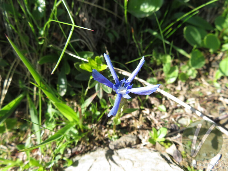 Frühlings-Enzian: Blüten