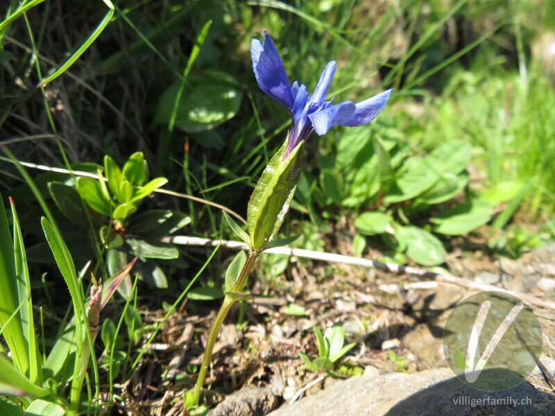 Frühlings-Enzian: Blüten