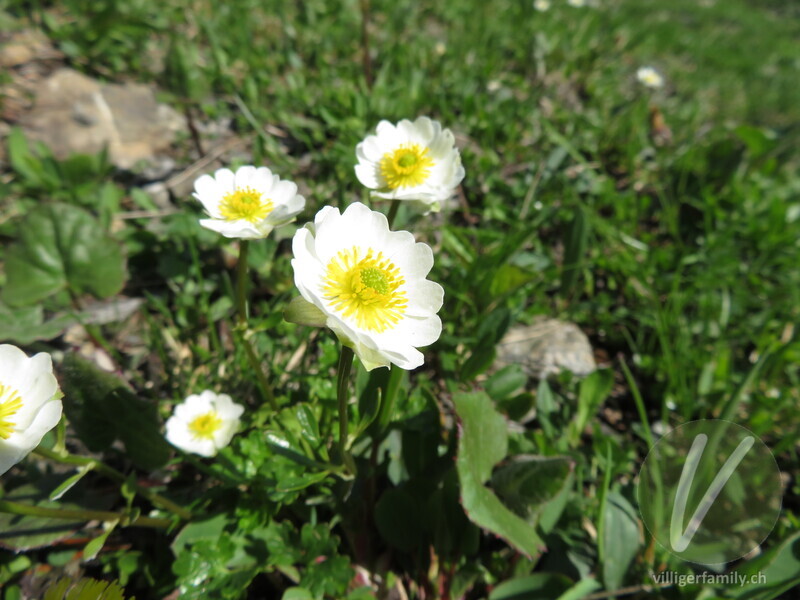 Alpen-Hahnenfuss: Blüten