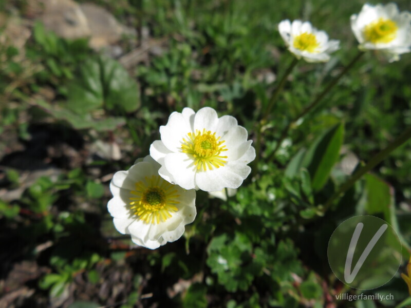 Alpen-Hahnenfuss: Blüten