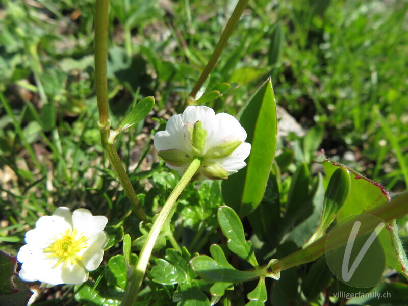 Alpen-Hahnenfuss: Blüten