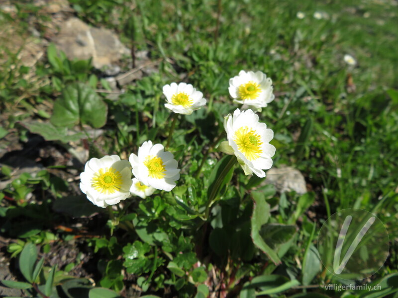 Alpen-Hahnenfuss: Blüten