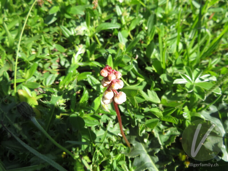 Kleines Wintergrün: Blüten