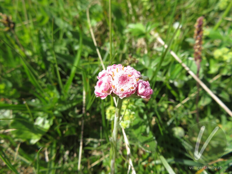 Gemeines Katzenpfötchen: Blüten