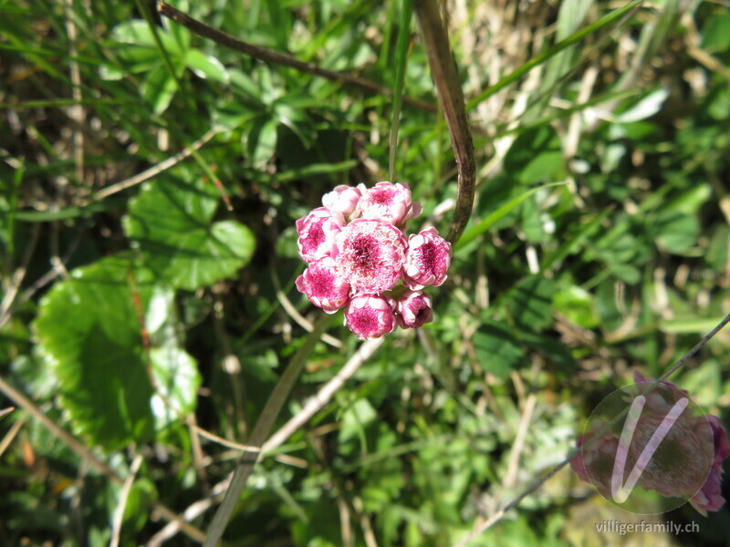 Gemeines Katzenpfötchen: Blüten