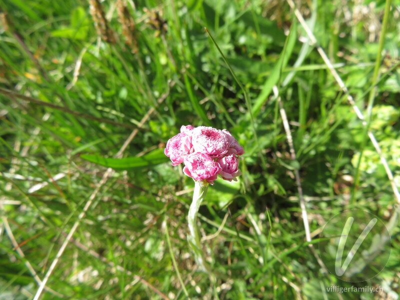 Gemeines Katzenpfötchen: Blüten