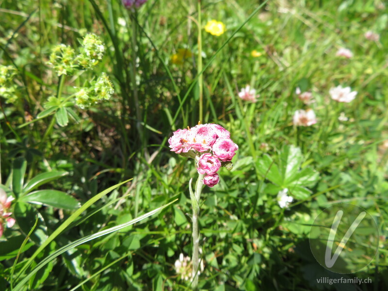 Gemeines Katzenpfötchen: Blüten