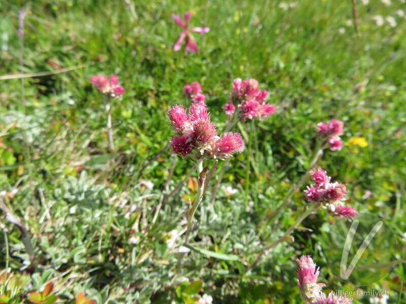 Gemeines Katzenpfötchen: Blüten