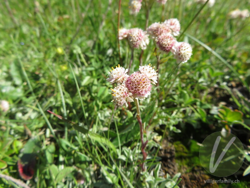 Gemeines Katzenpfötchen: Blüten