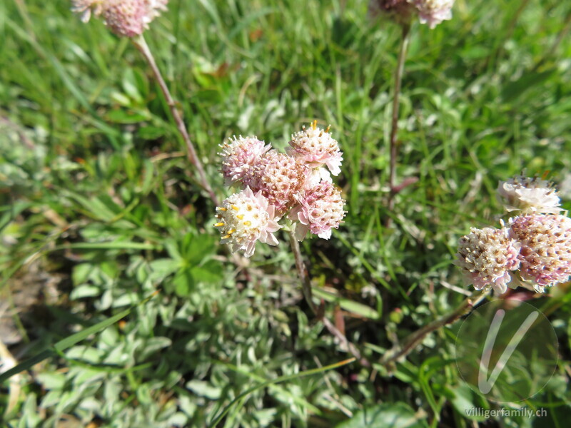 Gemeines Katzenpfötchen: Blüten