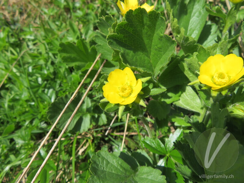 Berg-Nelkenwurz: Blüten