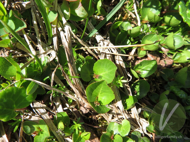 Kraut-Weide: Blätter, Blüten