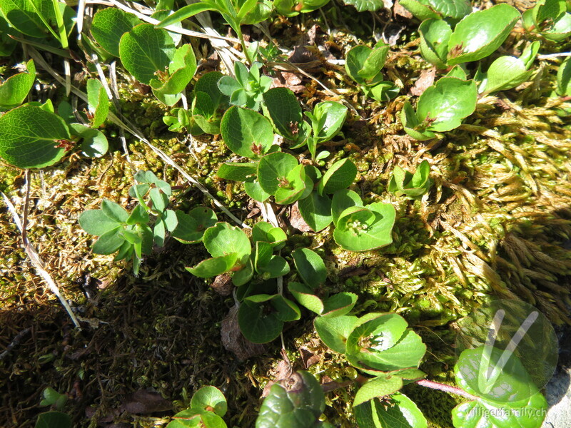 Kraut-Weide: Blätter, Blüten