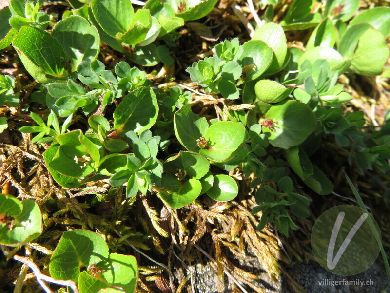 Kraut-Weide: Blüten, Blätter