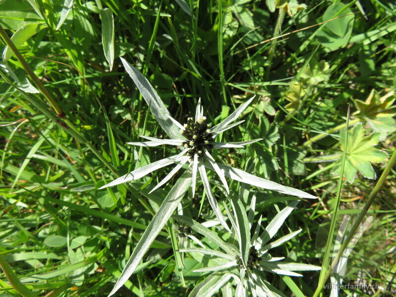 Norwegisches Ruhrkraut: Blüten