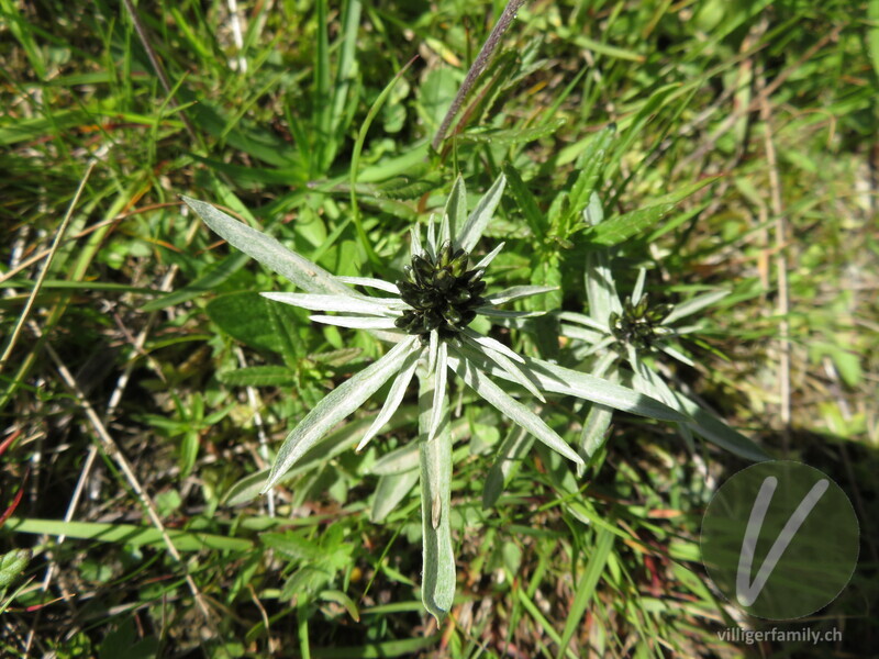 Norwegisches Ruhrkraut: Blüten