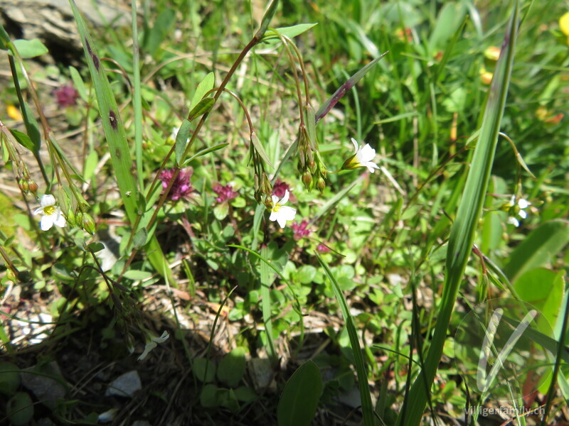 Purgier-Lein: Blüten