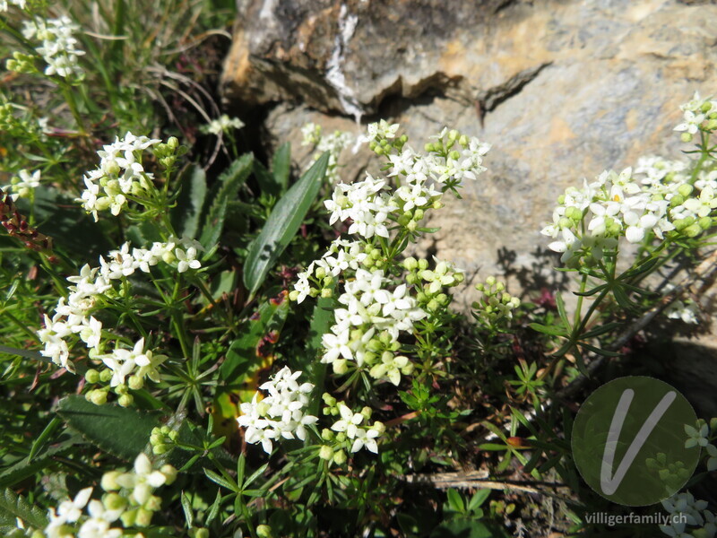 Alpen-Labkraut: Blüten