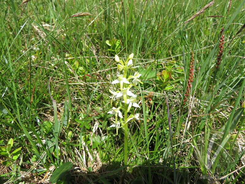 Weisses Breitkölbchen: Blüten, Gesamtbild