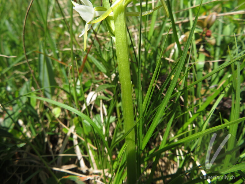 Weisses Breitkölbchen: Stengel