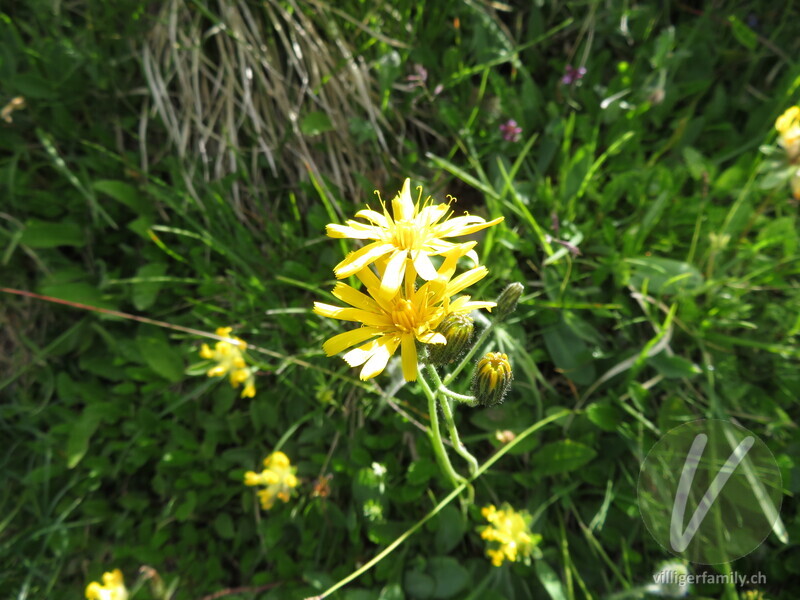 Gabeliges Habichtskraut: Blüten