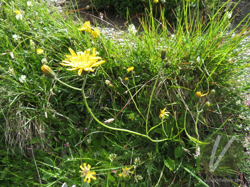 Gabeliges Habichtskraut: Blüten, Gesamtbild