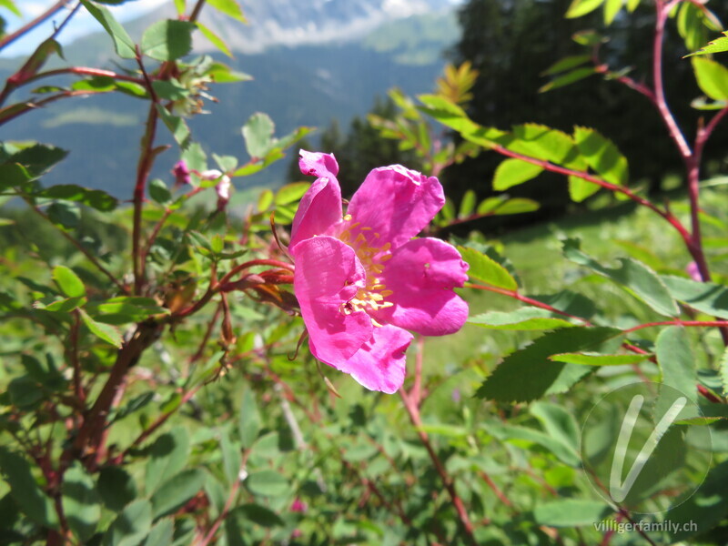 Alpen-Hagrose: Blüten