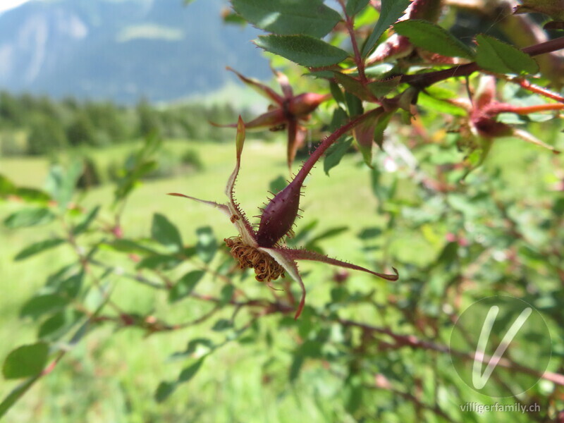 Alpen-Hagrose: Blüten, Früchte